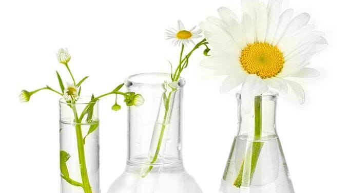 die-entstehung-einer-creme-bei-florena