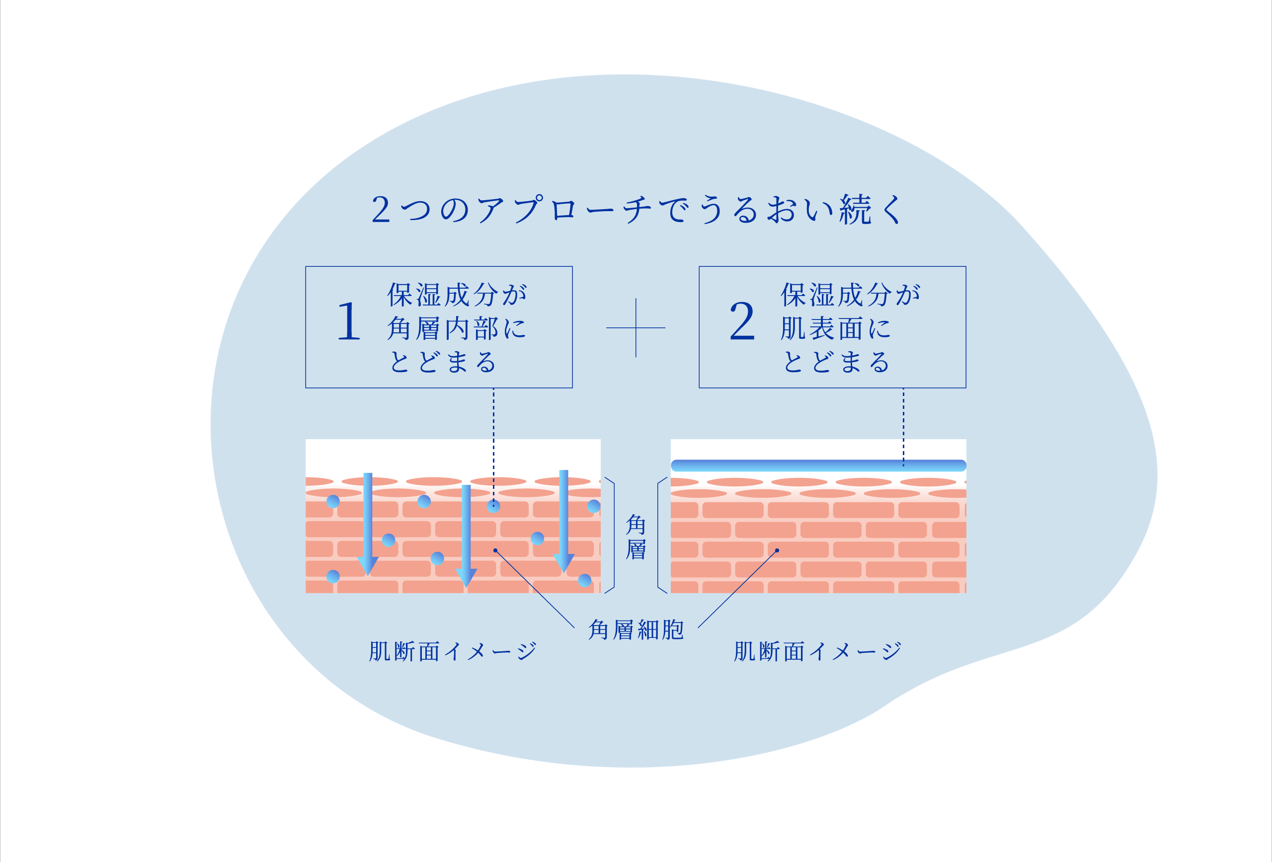 2つのアプローチでうるおい続く  1.保湿成分が角層内部にとどまる 2.保湿成分が肌表面にとどまる