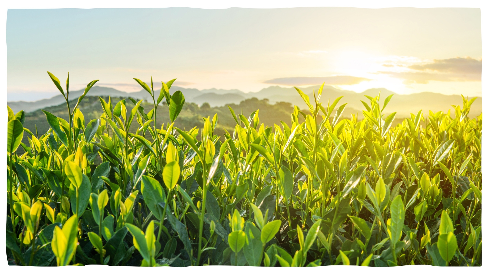 naturally derived organic skin care ingredients