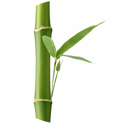 Bamboo Extract