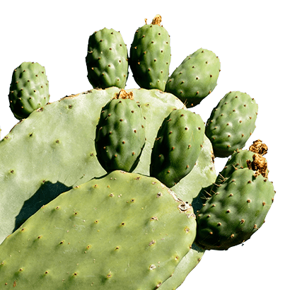 Cactus Water