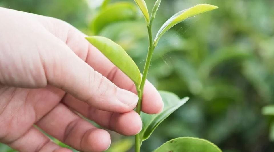 naturally derived organic skin care ingredients