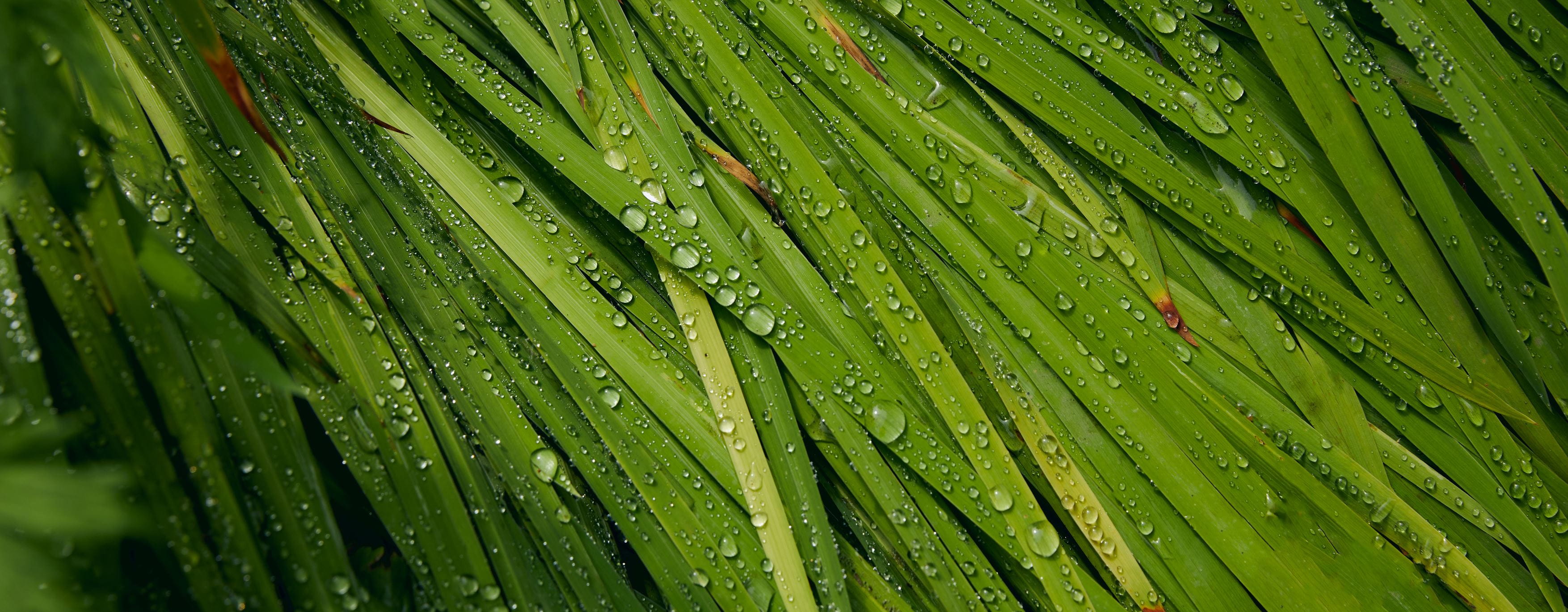 Organic & Naturally Derived Ingredients