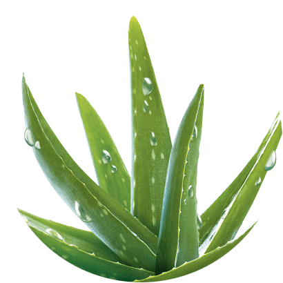 Aloe Vera bio