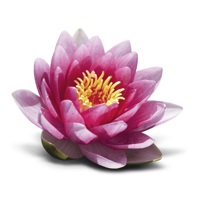 Lotus Extract