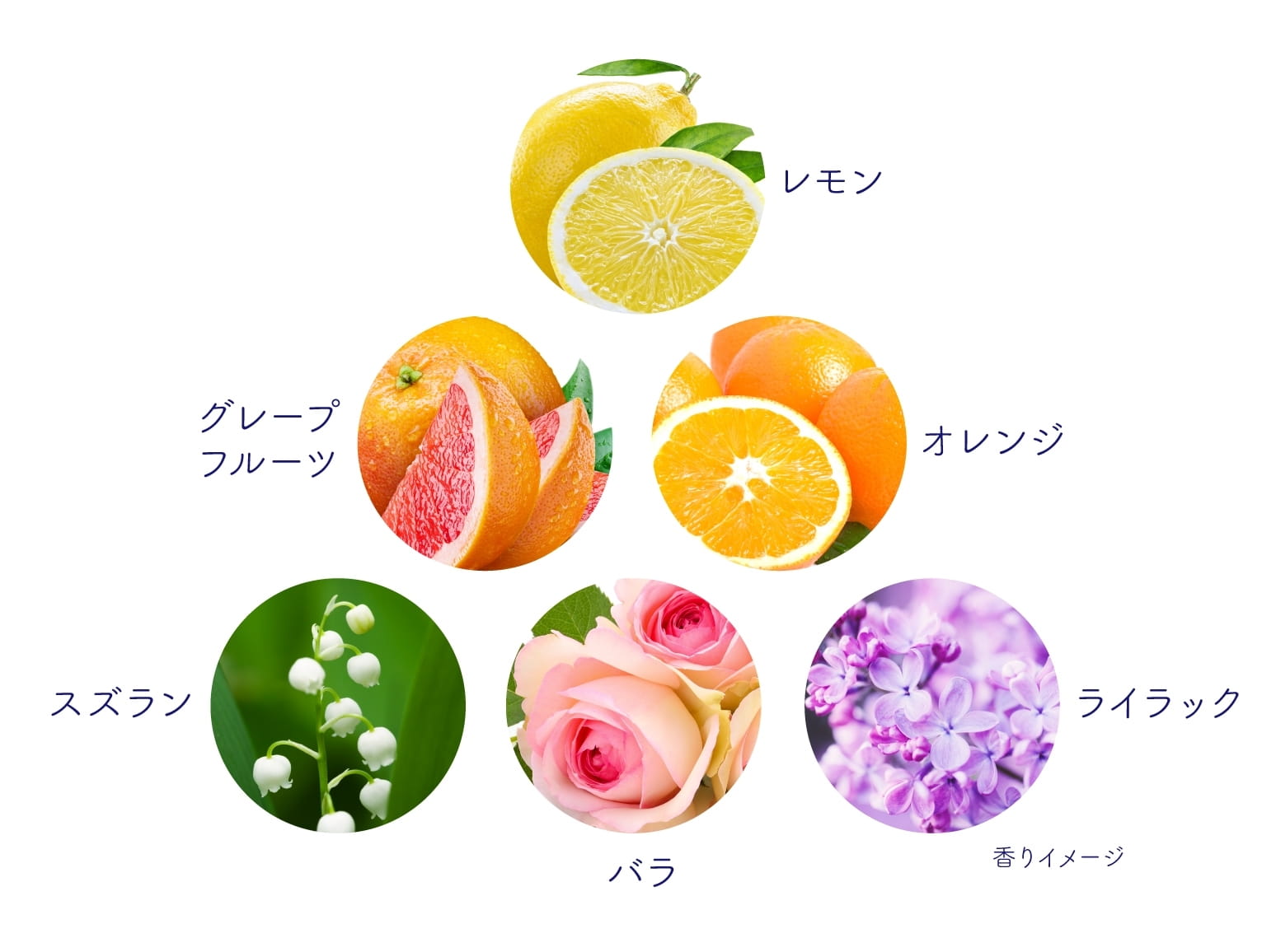 香りのイメージとなる草花の図。レモン、グレープフルーツ、オレンジ、スズラン、バラ、ライラックをイメージ。