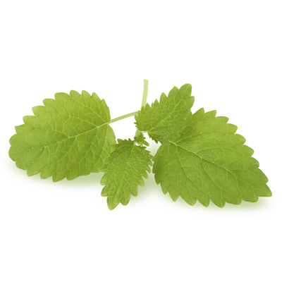 Lemon Balm Extract