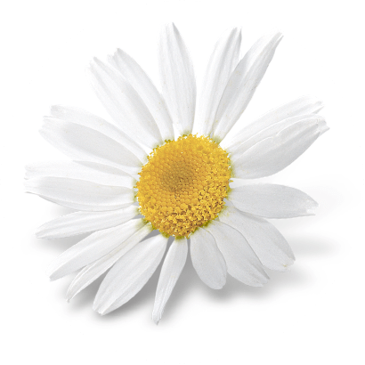 Bio Chamomile