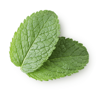 Mint Extract