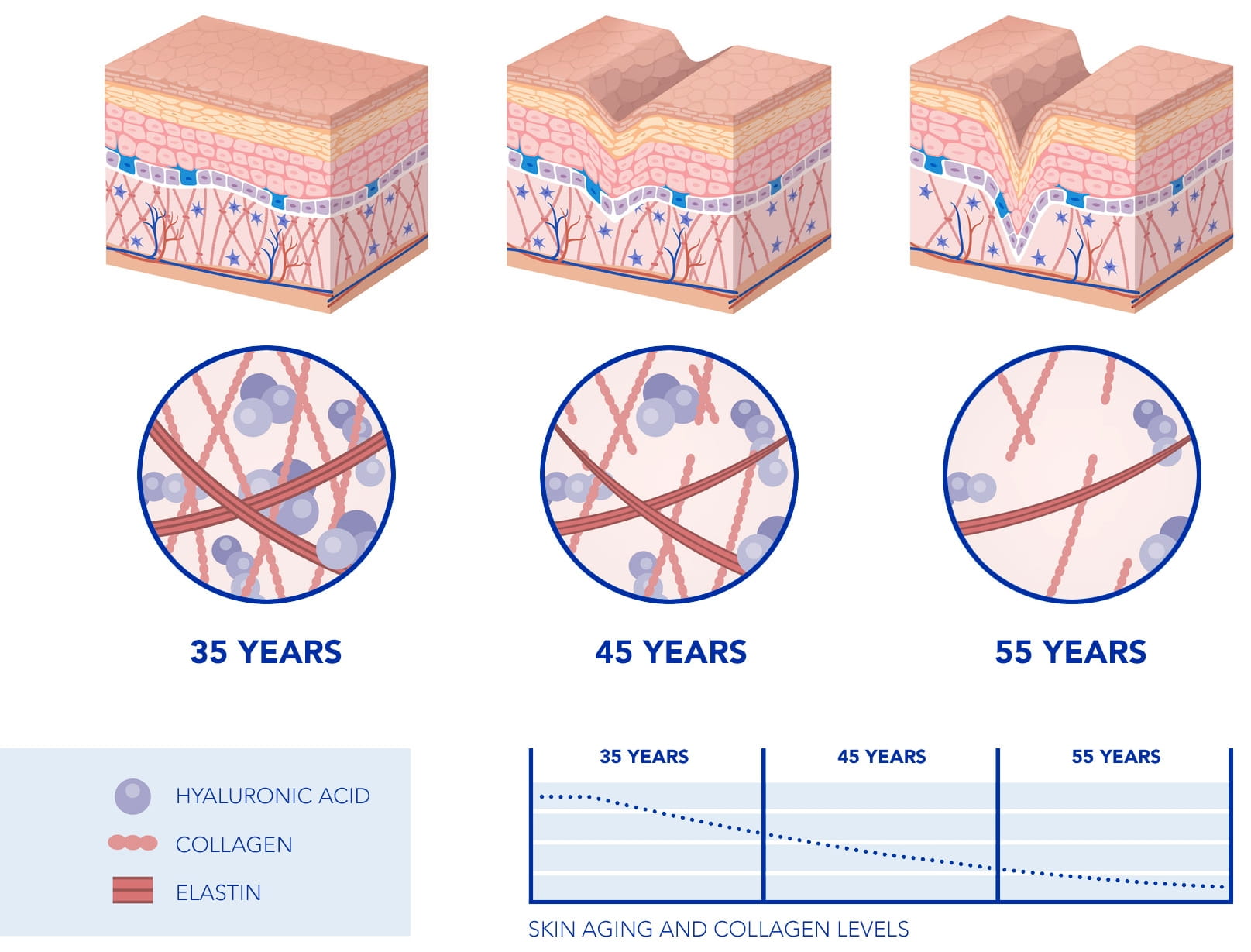 Skin Aging | Study Center