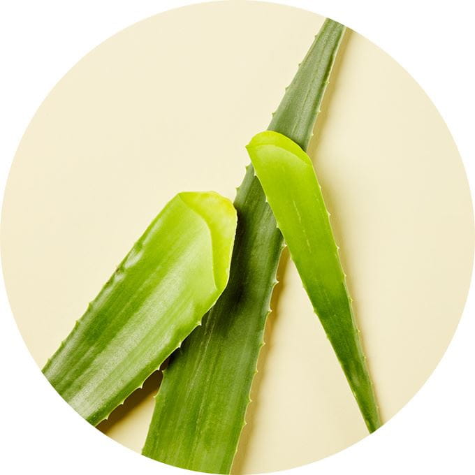 aloe