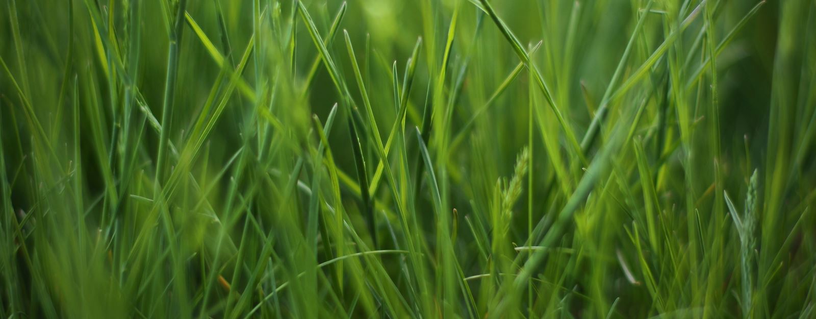 grass