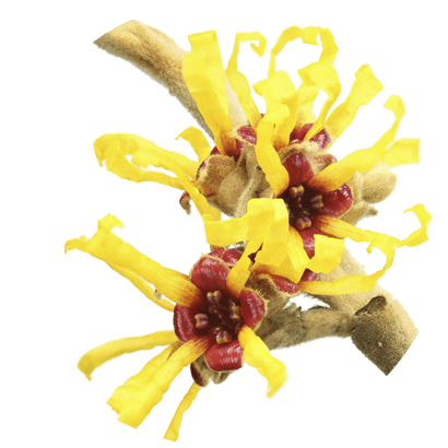 Hamamelis