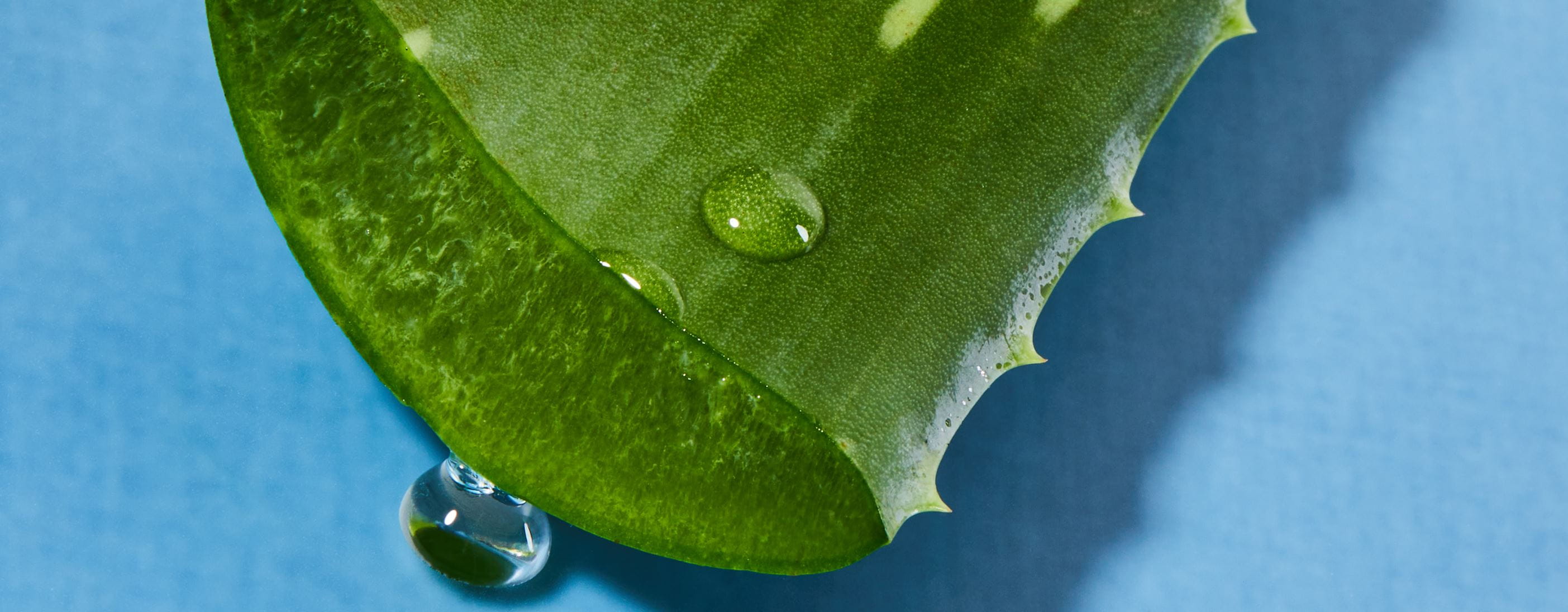 Unveiling the Skincare Benefits of Aloe Vera, Almond, Green Tea, Olive, Rose, and More
