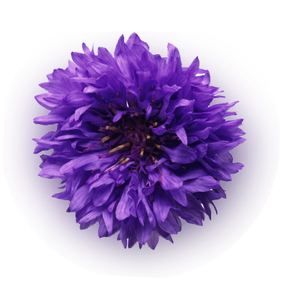 Cornflower Extract