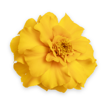 Calendula