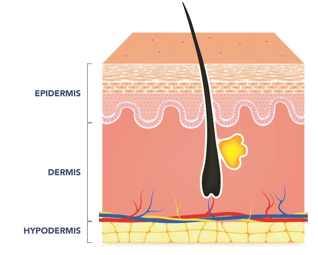 Skin Structure Waterproof Skin Structure | Study Center