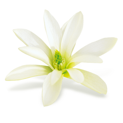 Magnolia Extract