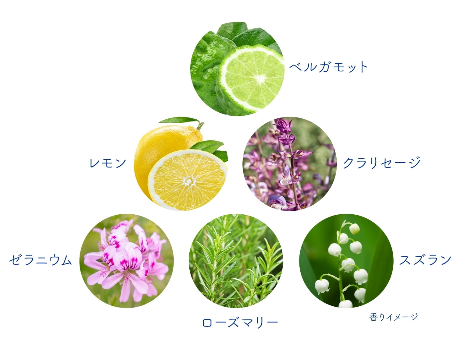 香りのイメージとなる草花の図。ベルガモット、レモン、クラリセージ、ゼラニウム、ローズマリー、スズランをイメージ。