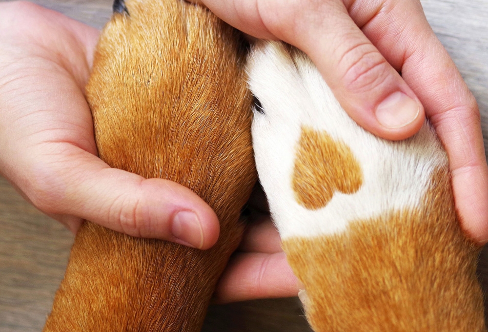 respecter les animaux