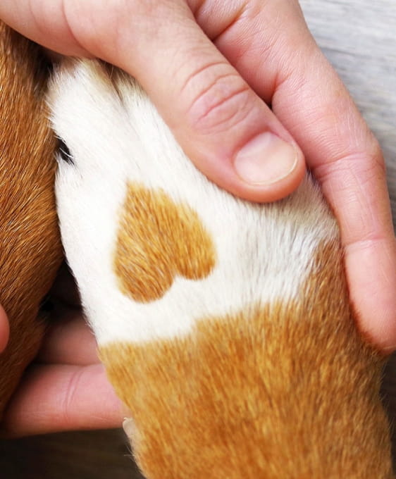 respecter les animaux