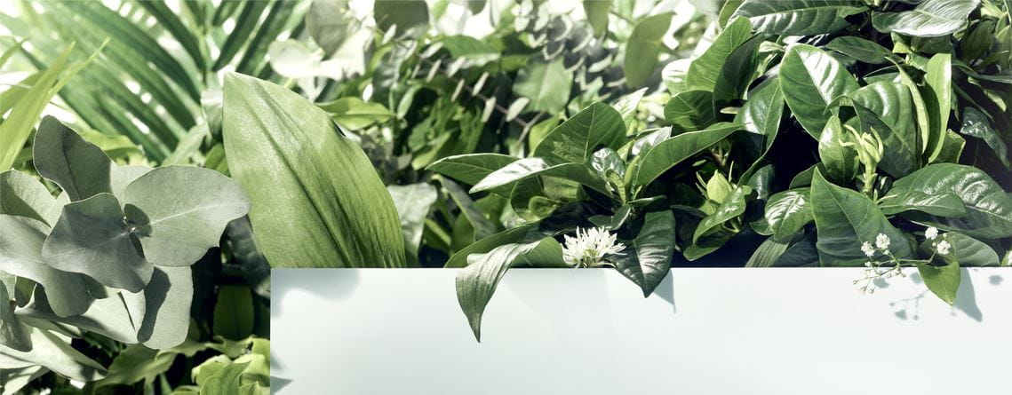 فوائد الشاي الأخضر