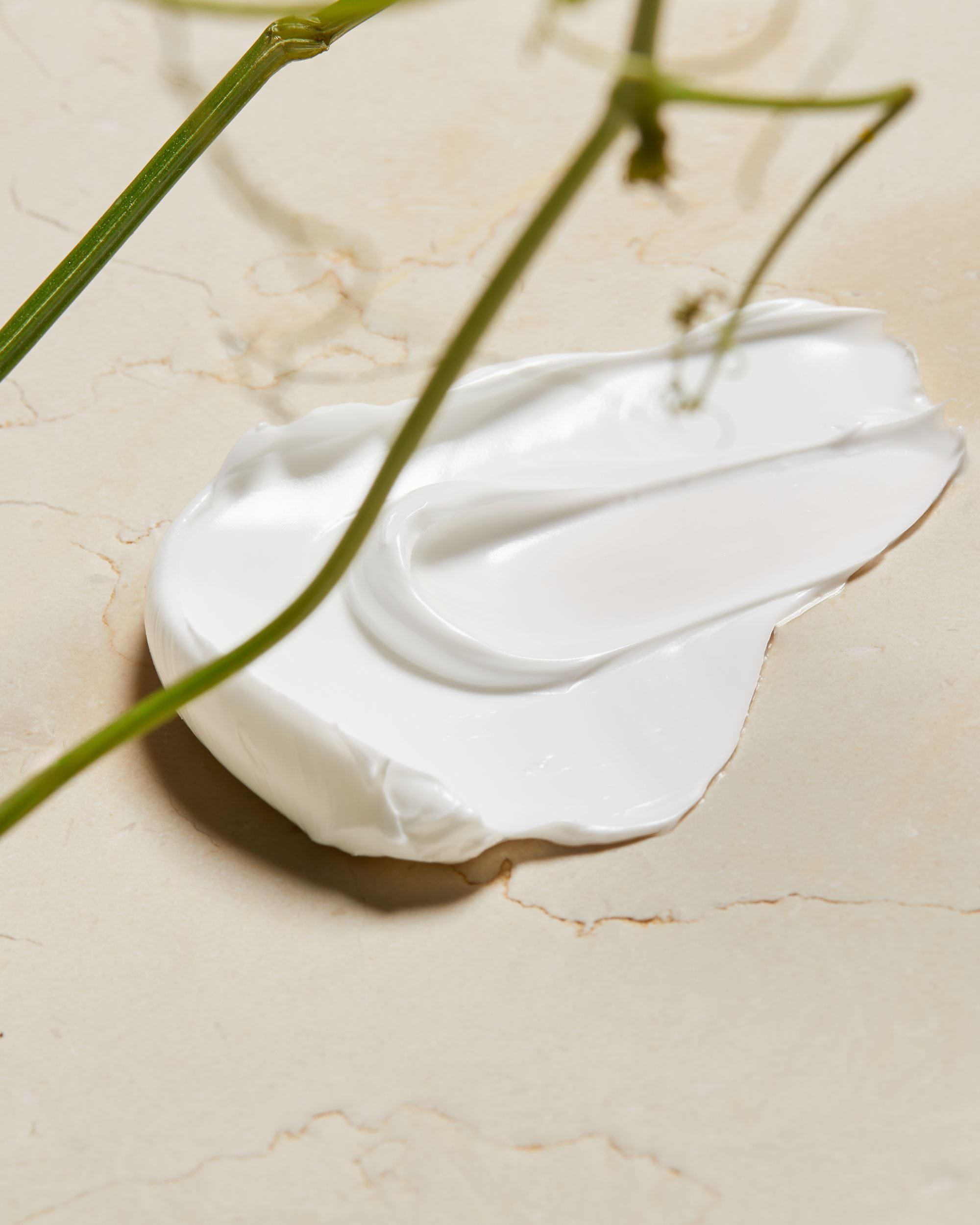 close-up-cut-aloe-vera