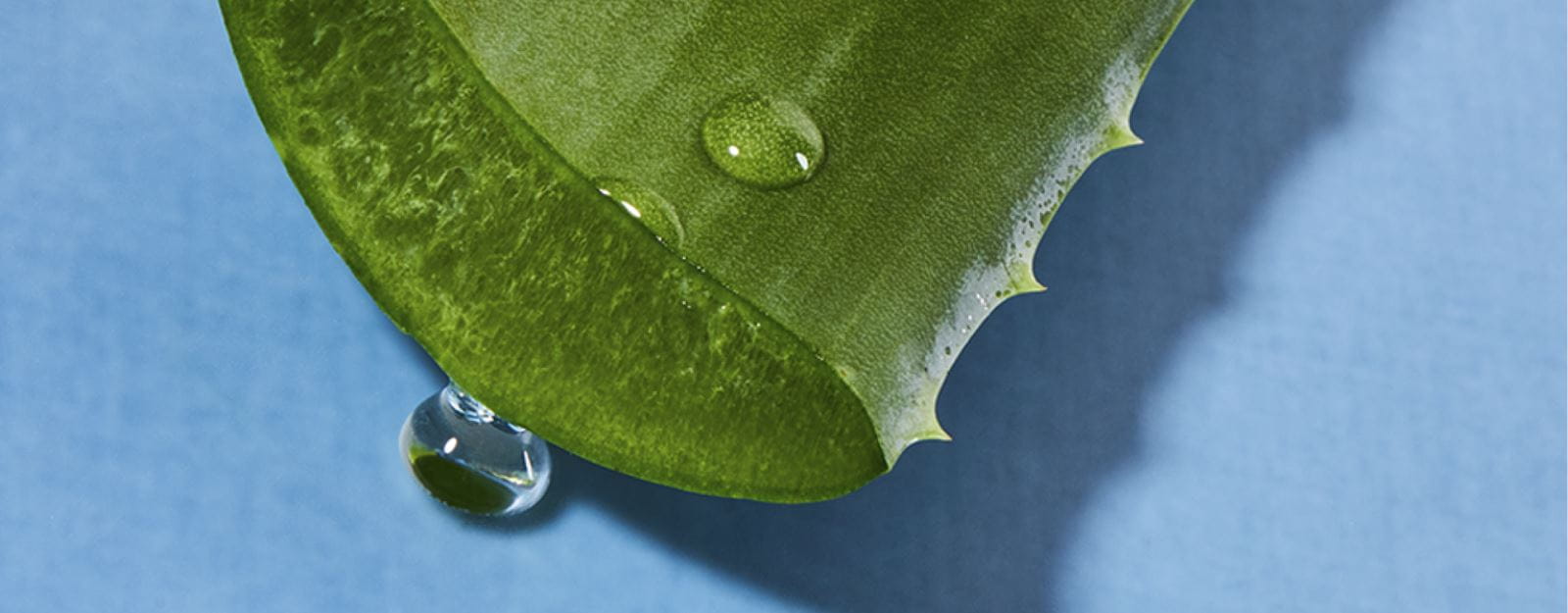 aloe-vera