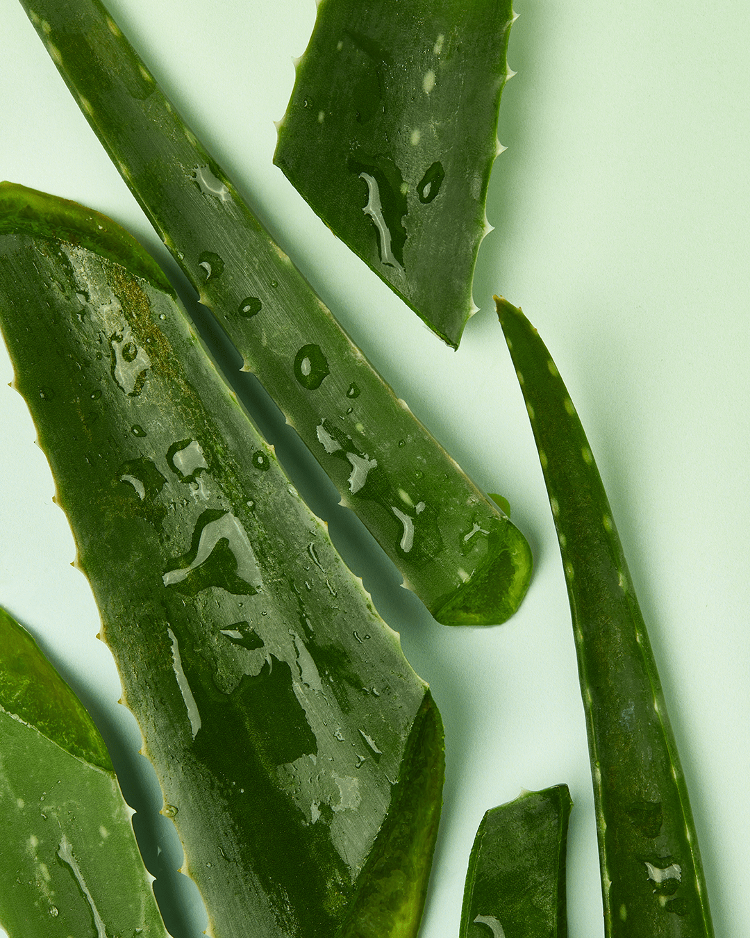 close-up-wheat-stalk-hand-shaking