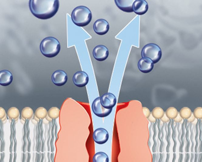 o primeiro creme com Q10