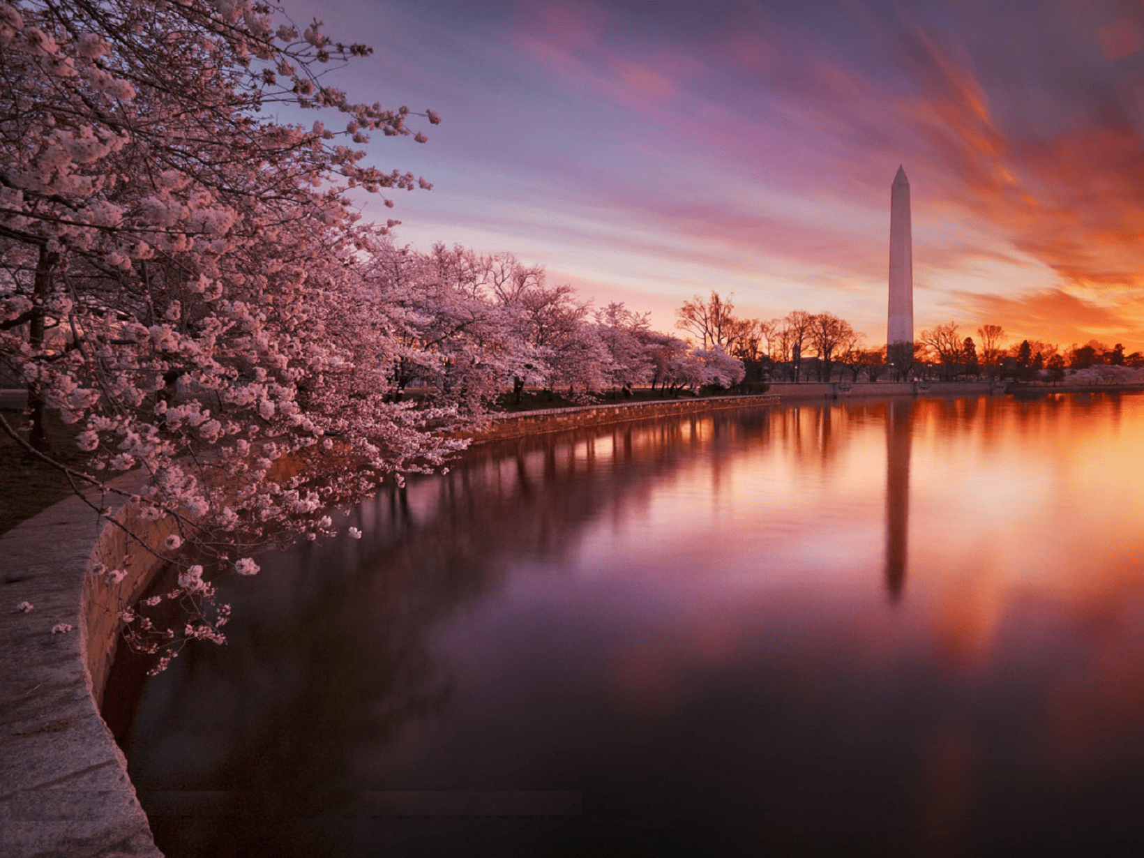 cherry-blossom-festival