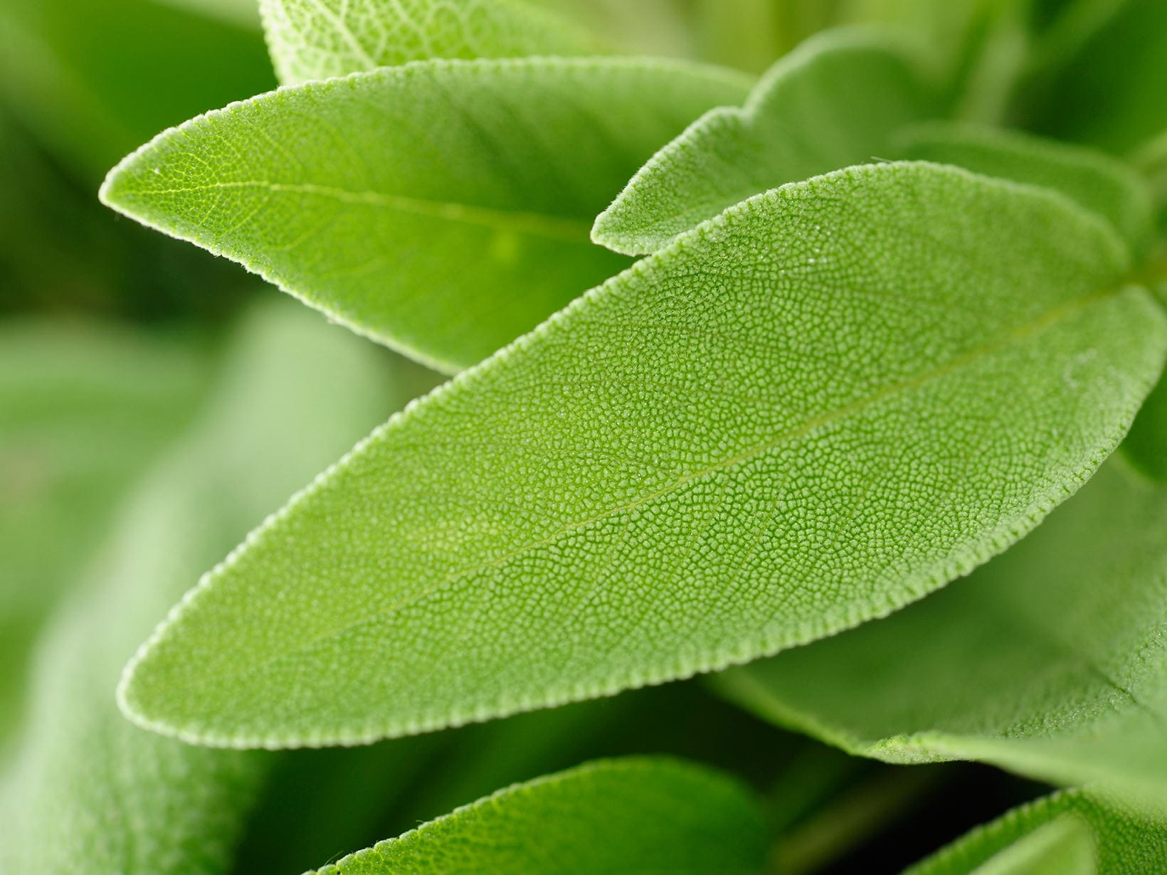 close-up-of-leaves