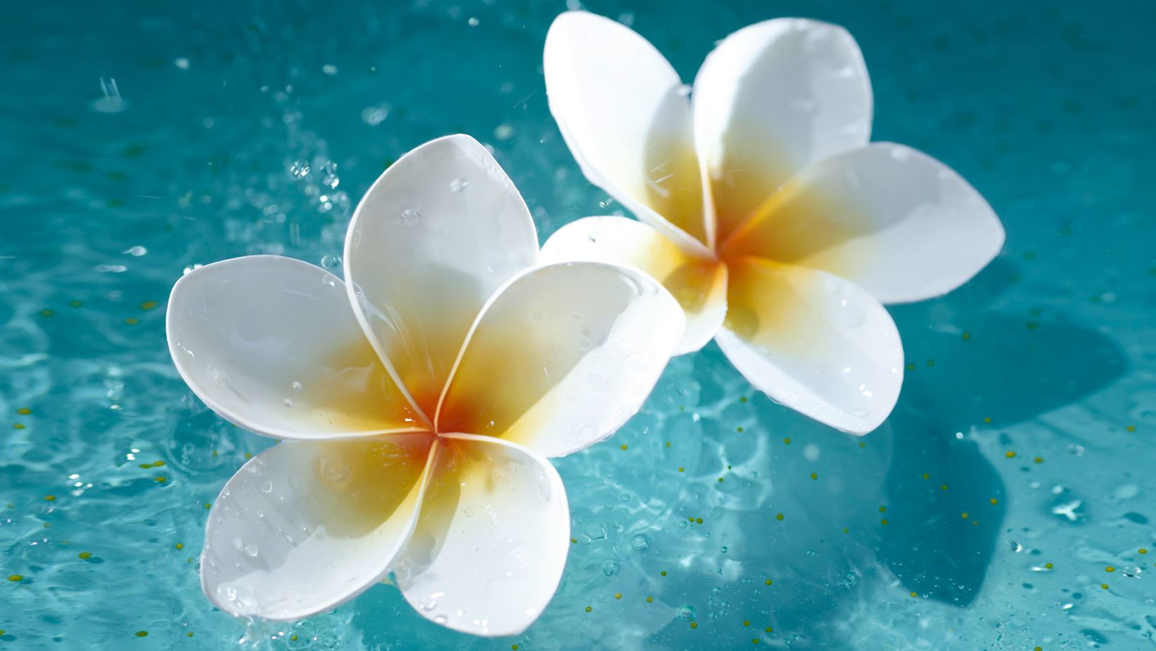 Frangipani Flower