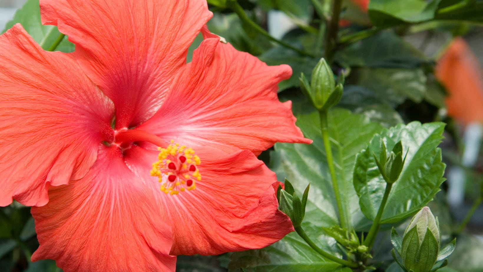 Hibiscus