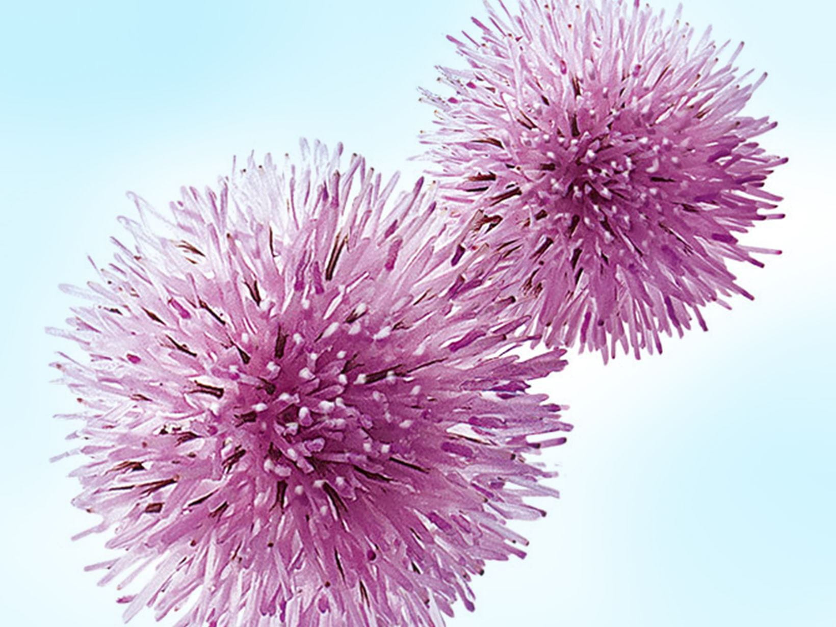Burdock fruit extract