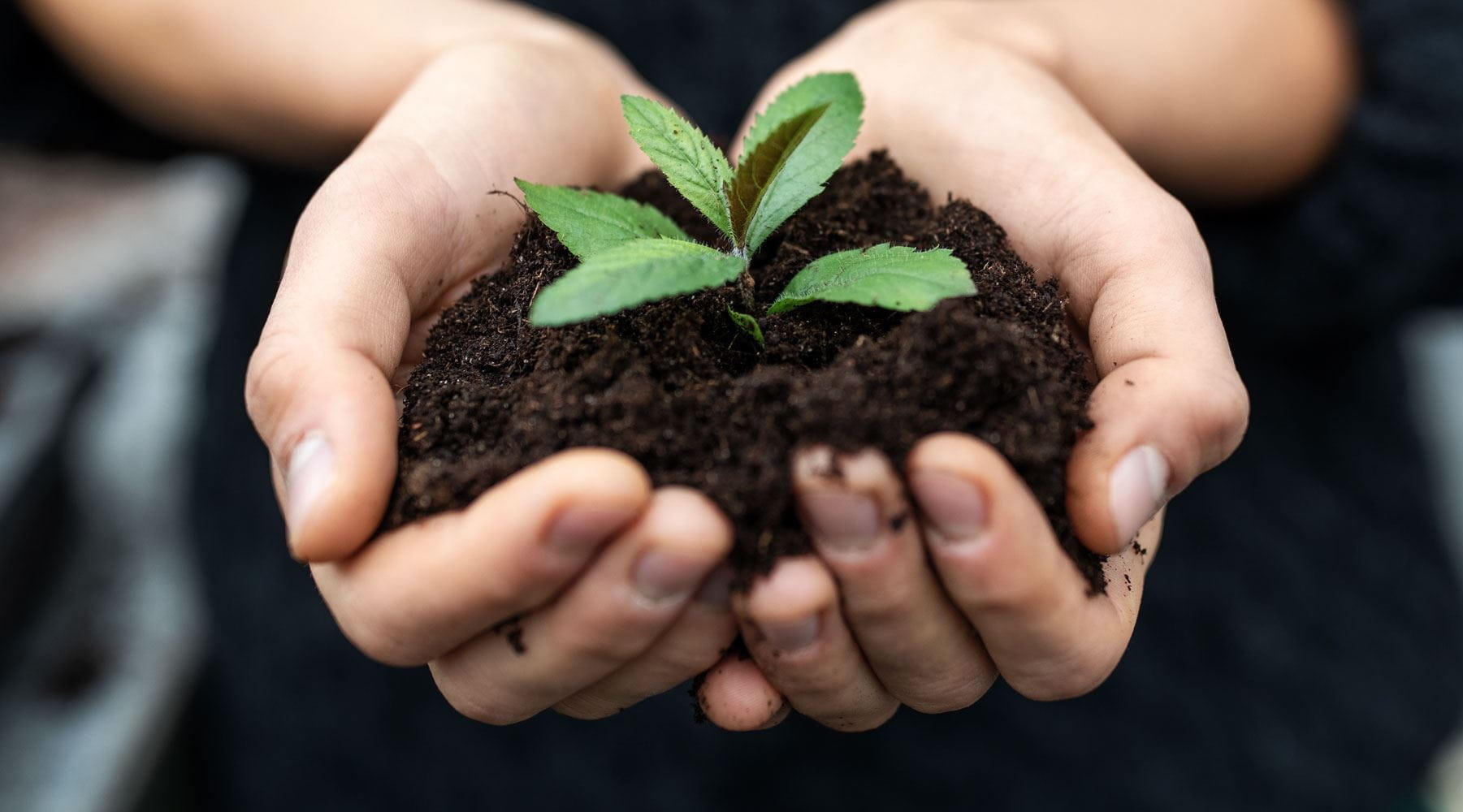 Mulher a segurar terra e planta
