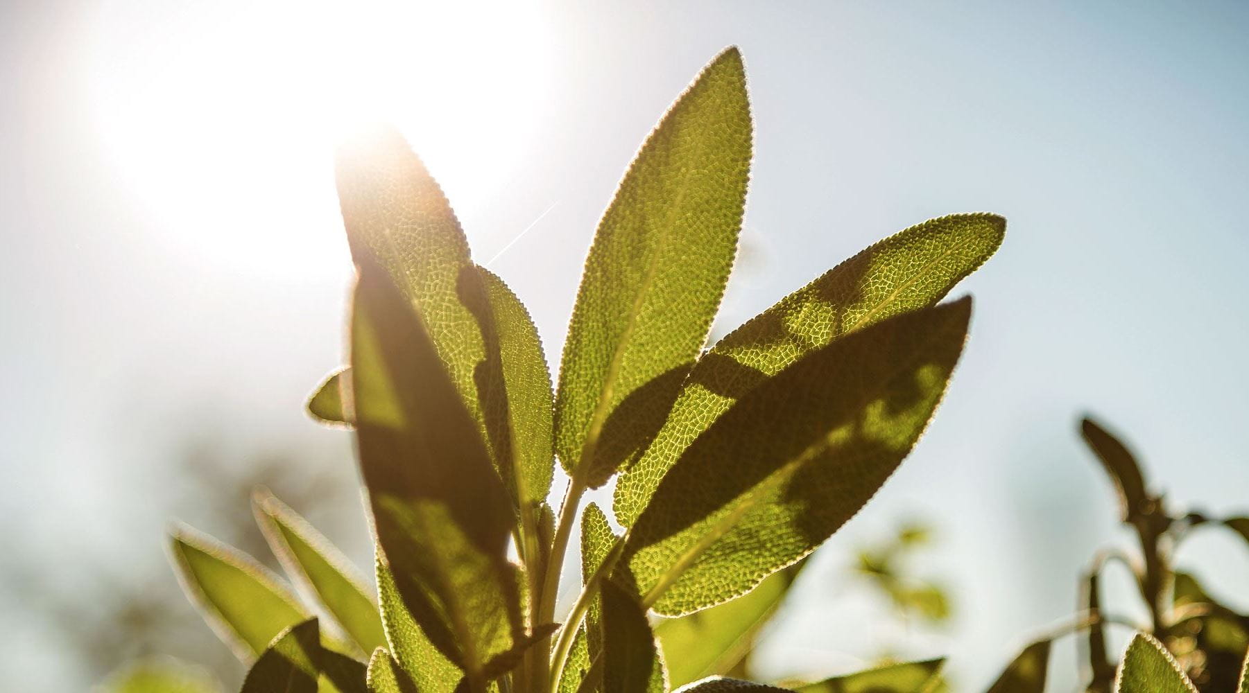 Folhas de planta num terreno ao sol