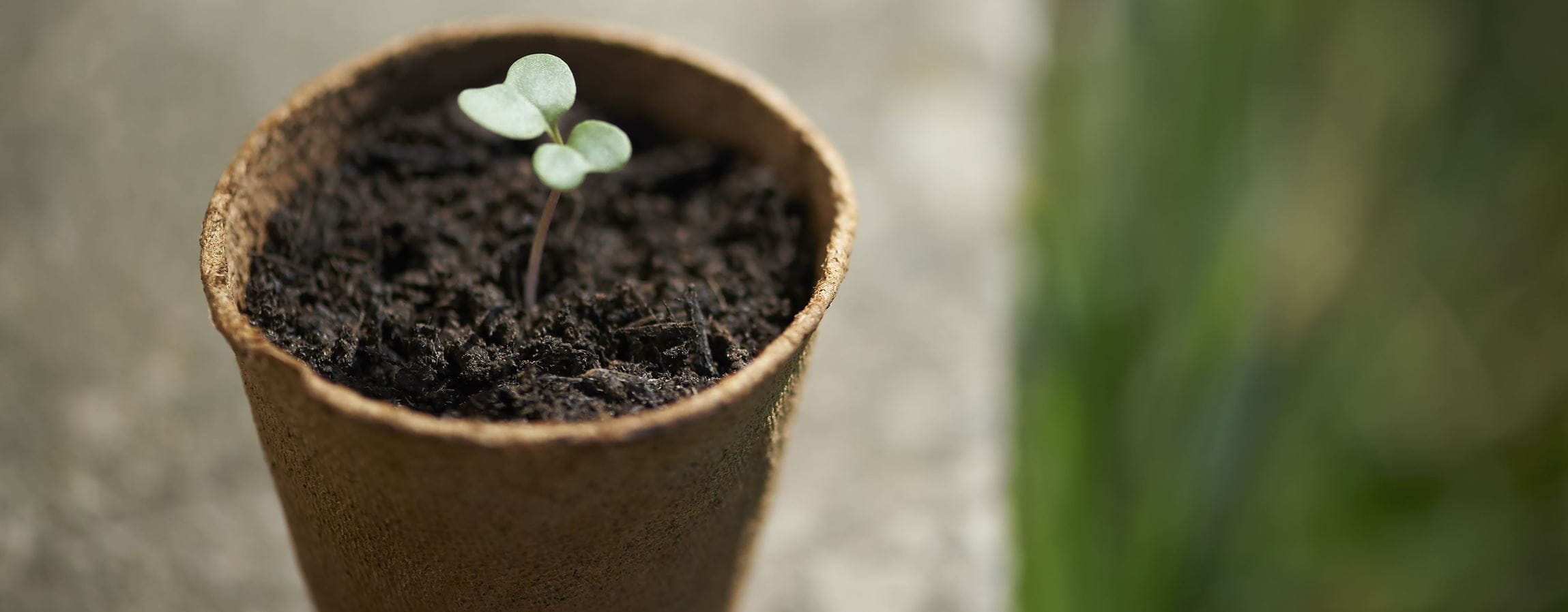 vaso com planta a nascer