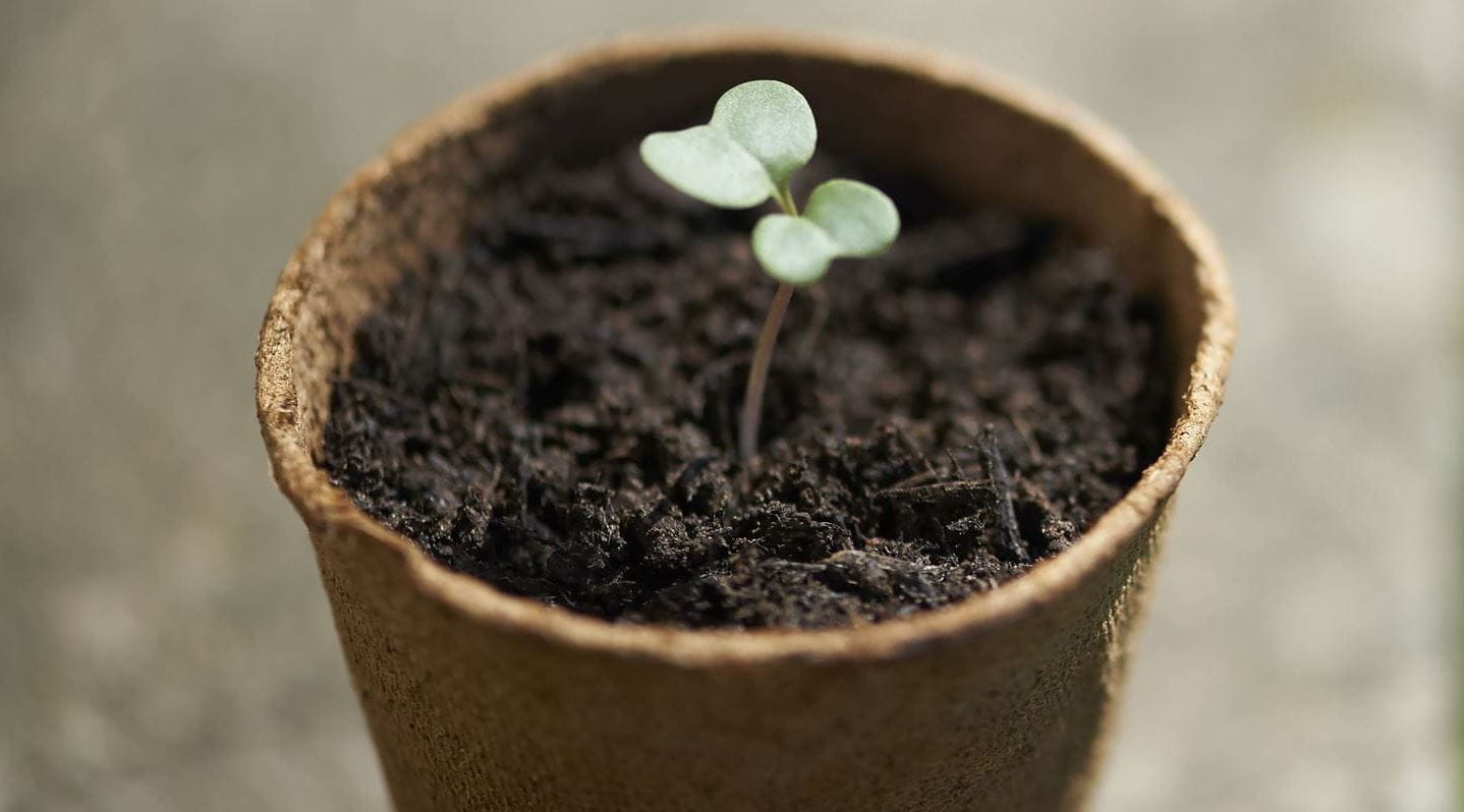 vaso com planta a nascer