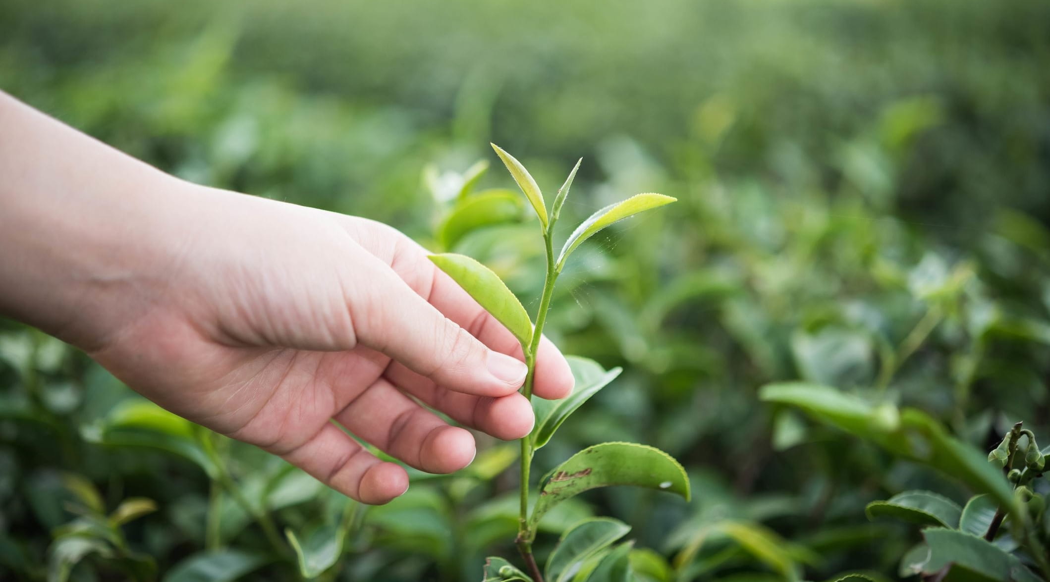 mulher a segurar uma planta