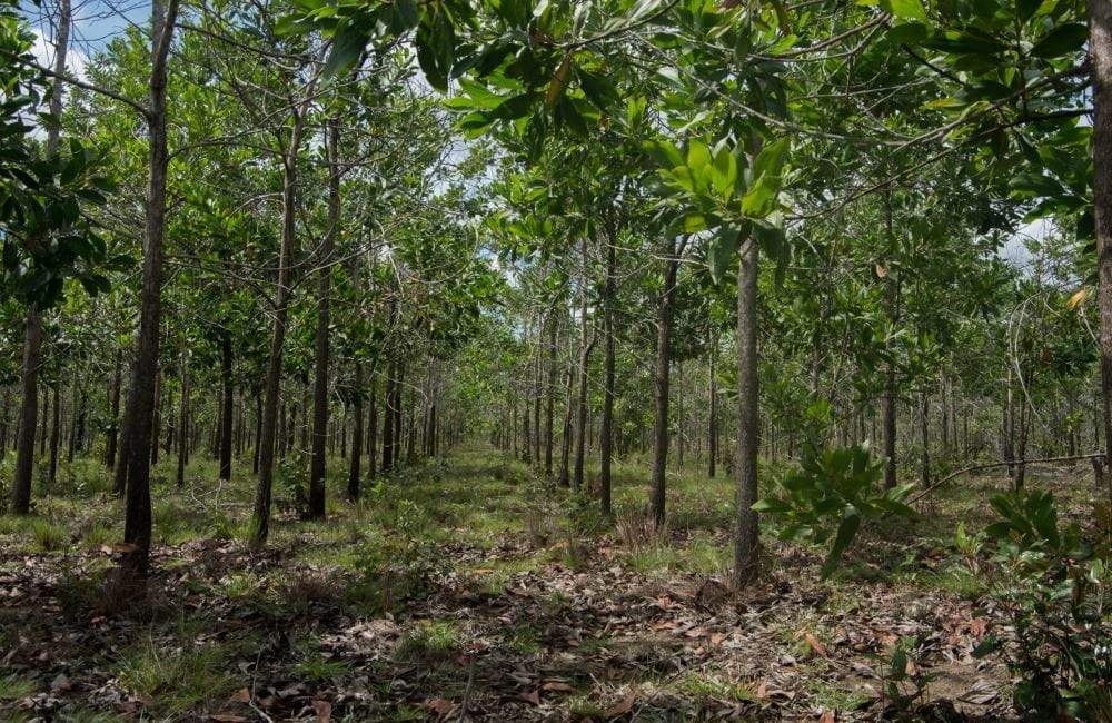 View of a tree covered forest with green trees lined up and leaves covering the forest ground on a blue sky day. 