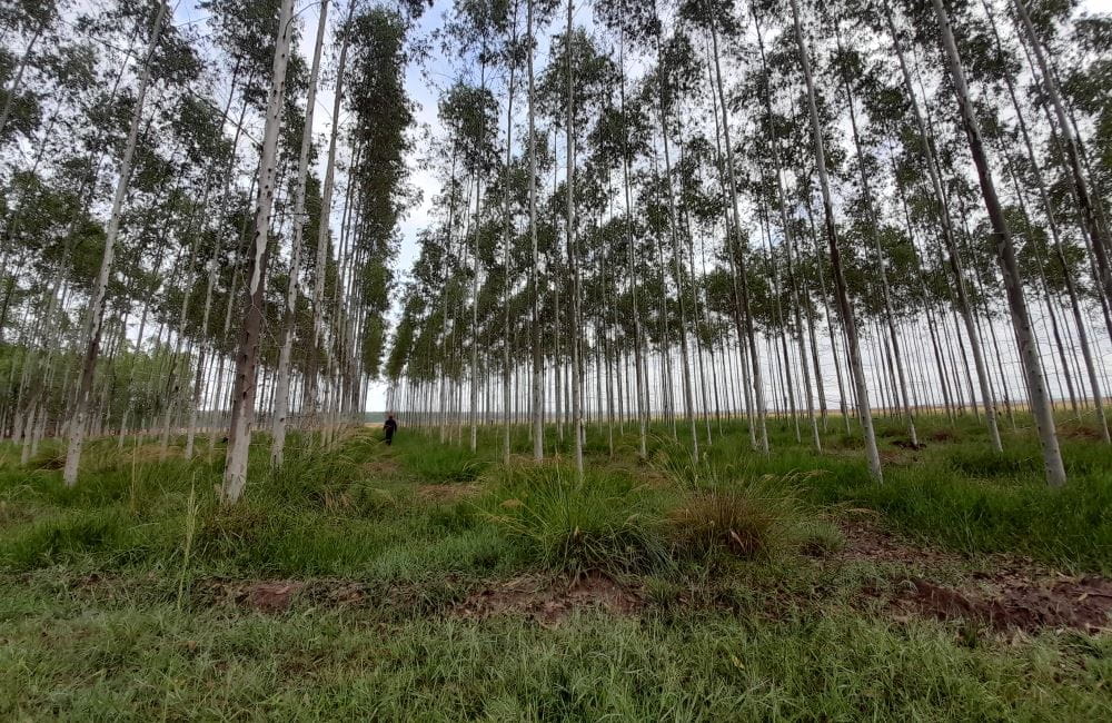 Ground level view of a forest with trees lined up and a person walking away from the forest wearing all black on a cloudy day.