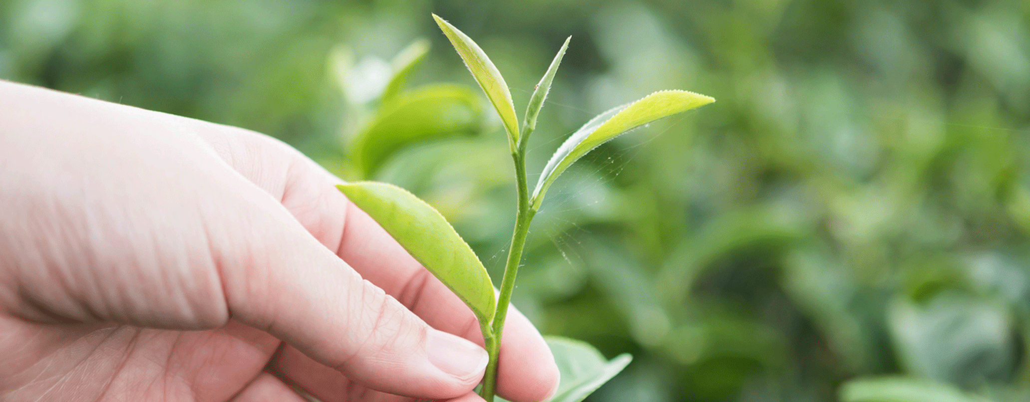 mulher a pegar numa planta