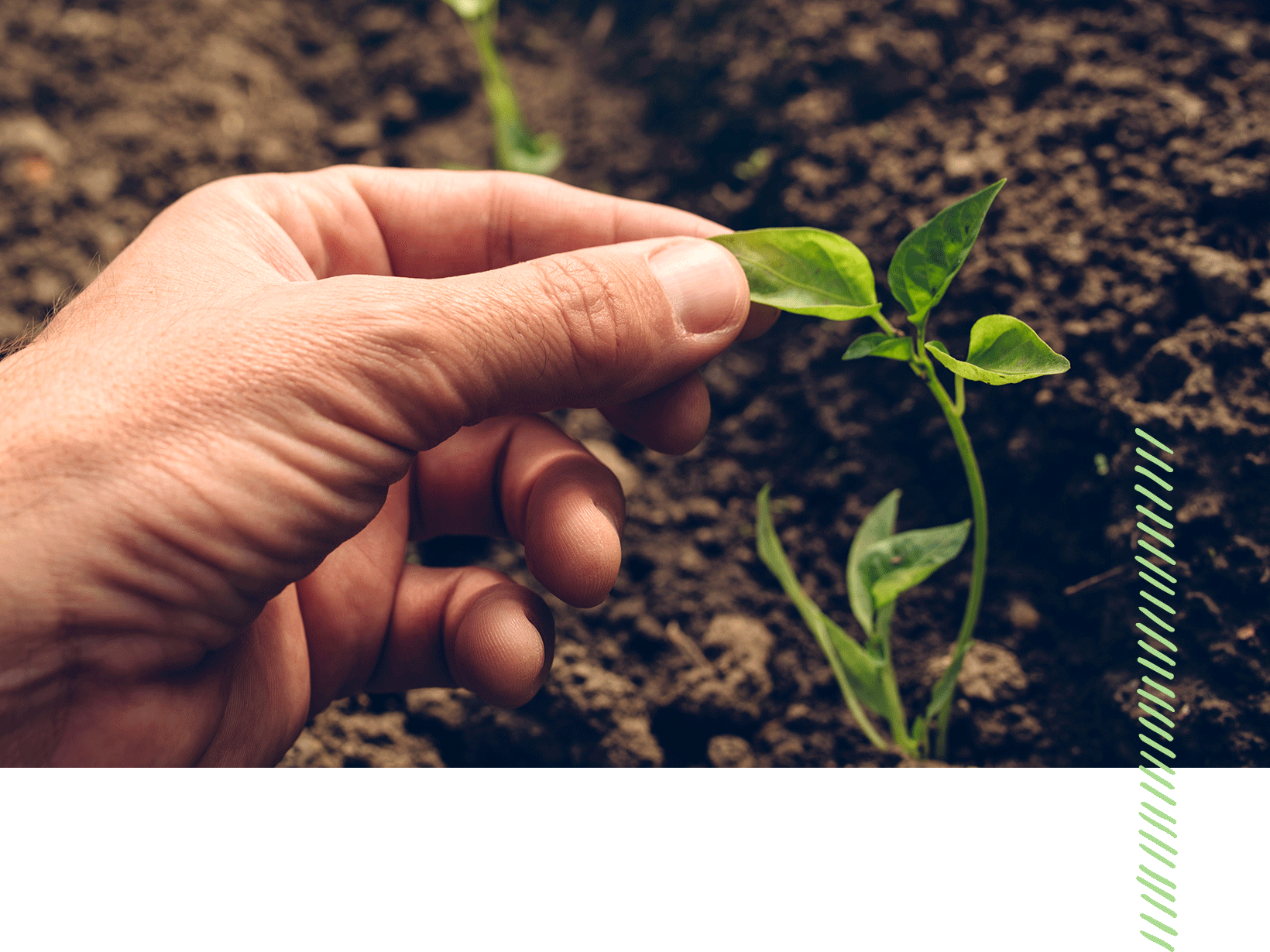 hand-holding-leaf