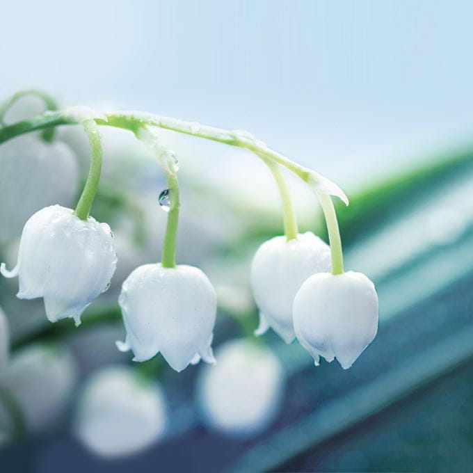 Le muguet