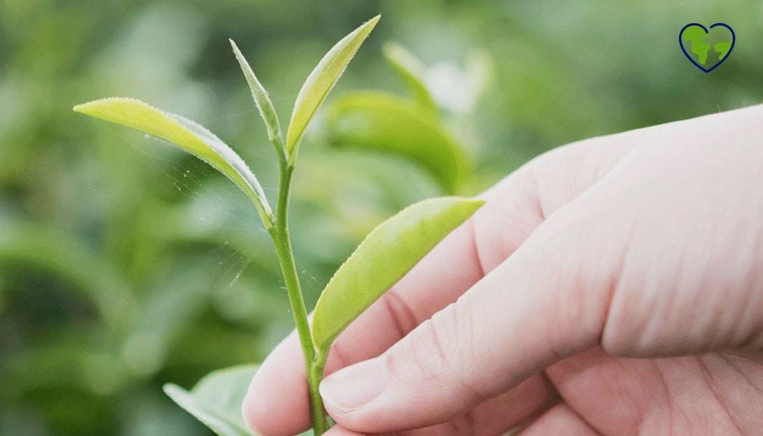 NIVEA Produkte mit Inhaltsstoffen natürlichen Ursprungs