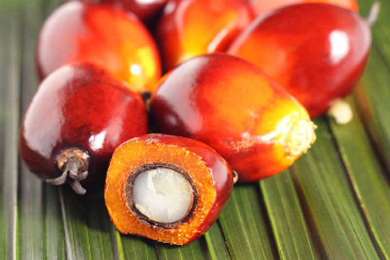 palmoil