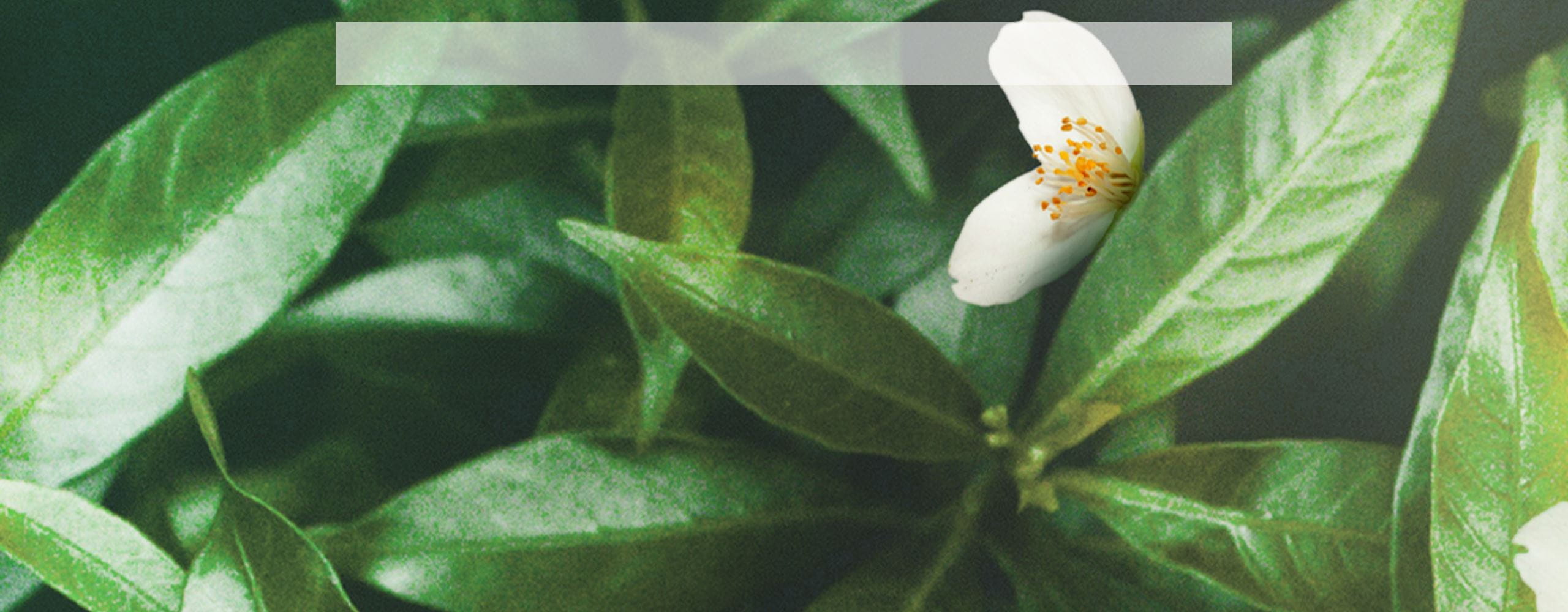 Fondo Cuidado y Limpieza Agua Micelar Nivea