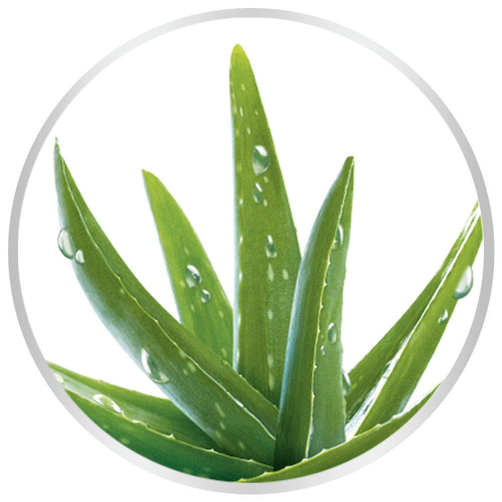 ALOE VERA