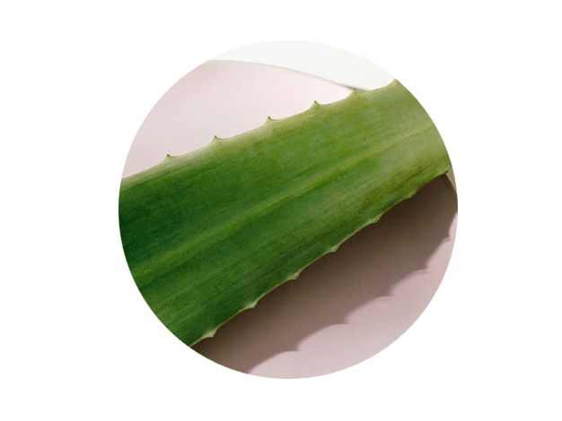 aloe vera